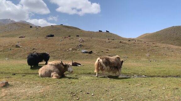 在帕米尔高原的青山上两头鲜艳的牦牛在一群黑色的牦牛中间吃草