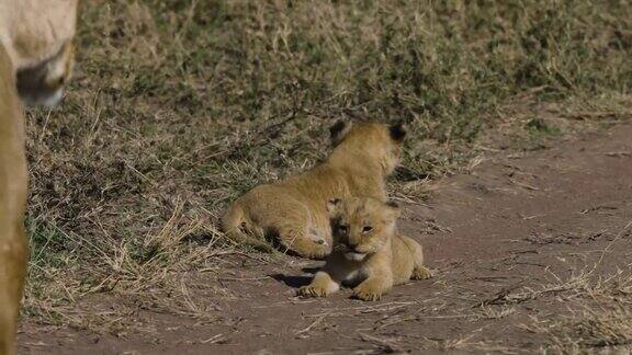 特写慢动作母狮和两只非常可爱的幼崽躺在非洲大草原上