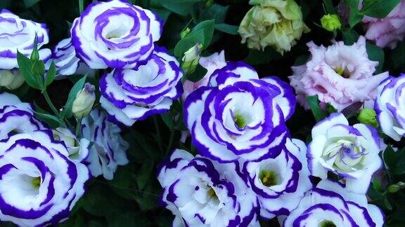 美丽的蓝白玫瑰盛开在清晨的花园高清视频