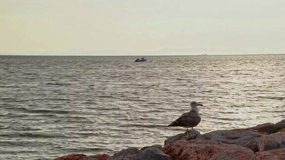 海鸥站在海边的悬崖上快艇在后面驶过