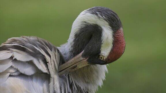 一个令人惊叹的美丽丹顶鹤梳妆的特写