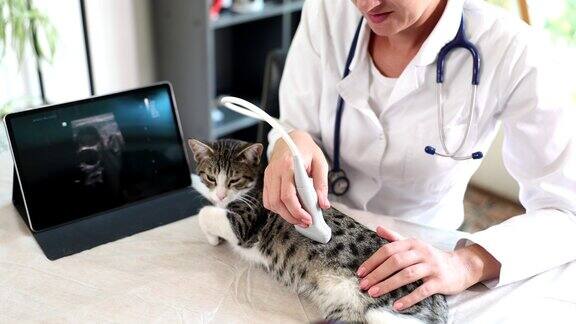 兽医为猫咪进行超声检查