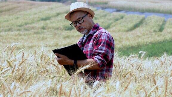一名男性农民手持锉刀和笔检查农场大麦的品质