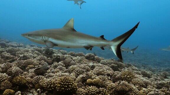 太平洋中的灰鲨珊瑚礁附近有鲨鱼和热带鱼的水下生活在清澈的水中潜水
