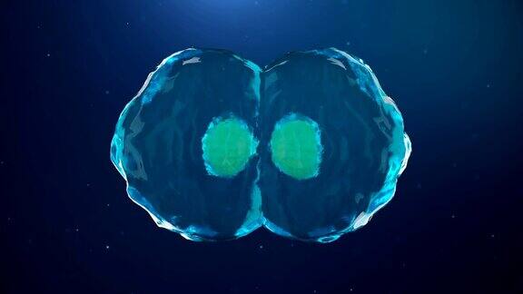 细胞分裂细菌在抽象背景下分裂在显微镜下细胞分裂蓝色背景是人类细胞人体细胞分裂示意图