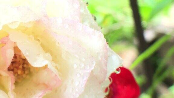 树上的小玫瑰带着雨滴