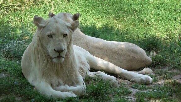 两只白狮子躺在绿色的草地上