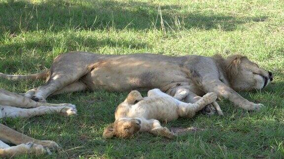 狮子父子在阴凉处平静地睡觉