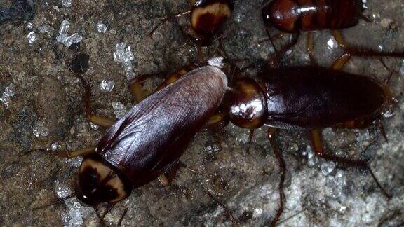 一群蟑螂在下水道里寻找食物