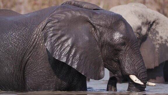 在奥卡万戈三角洲的一条河里一只大象溅水和游泳的特写博茨瓦纳