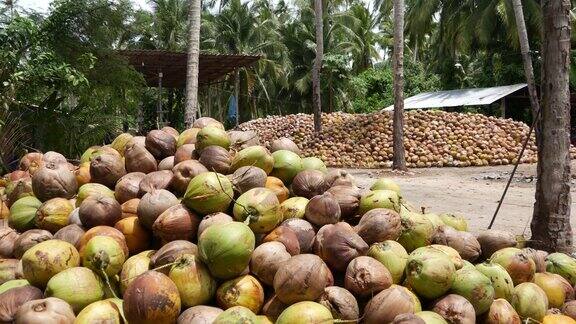 椰子农场与坚果准备油和纸浆生产成堆的成熟椰子天堂般的泰国热带苏梅岛亚洲传统农业
