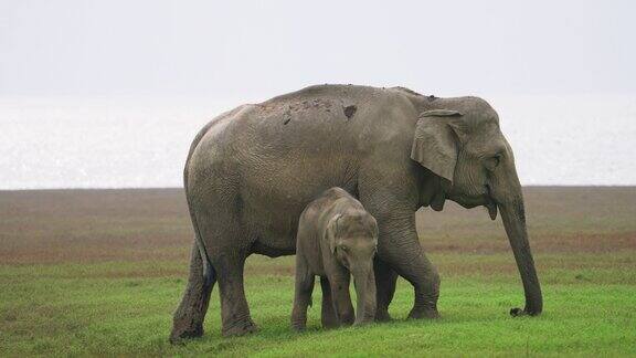 一群大象在国家公园吃草