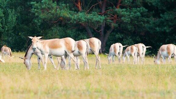 一群野马在草地上吃草Kulan或Equushemionus自然保护概念在自然环境中饲养马匹野生动物野生动物远摄镜头近4k