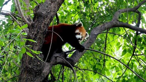 可爱的小熊猫栖息在树枝上