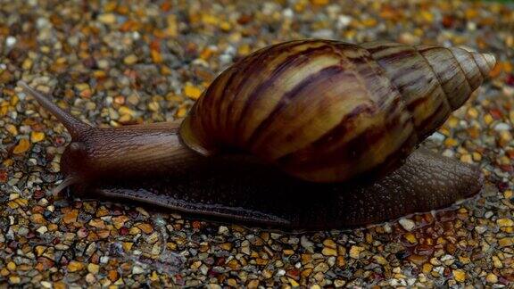 花园里的蜗牛在人行道上爬行
