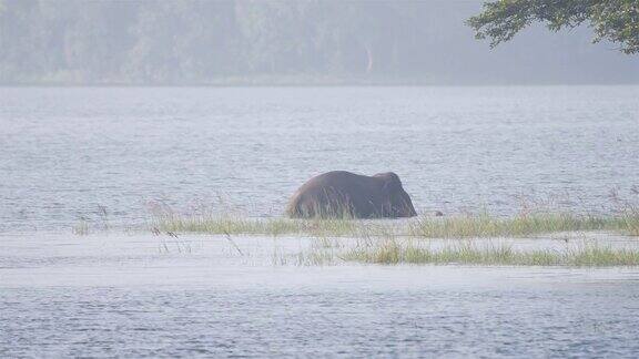 大象在水里觅食