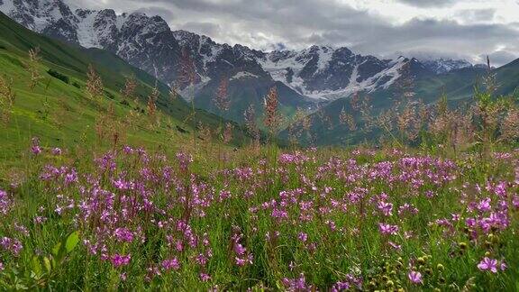 高加索山脉在格鲁吉亚和田野紫色的野花万向节4kUHD