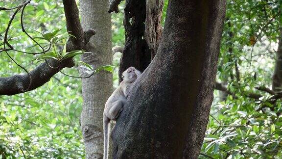 一只猴子在红树林的树干上寻找食物