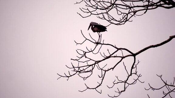 鸟在树上