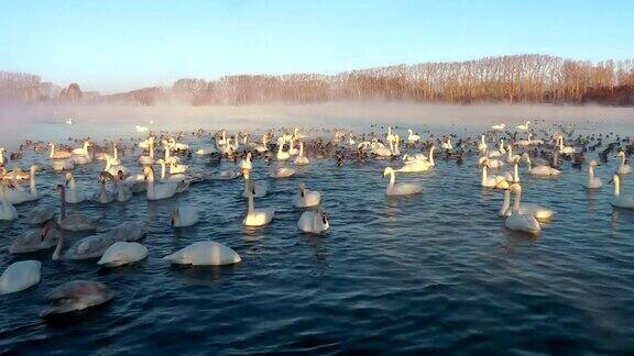 清晨薄雾中的湖上天鹅