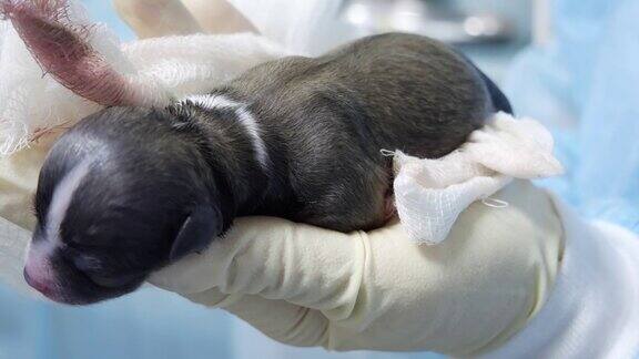 一只刚出生的小狗在兽医的手上甜甜地睡着这只深棕色的小狗刚刚出生仍然是瞎的小狗是通过剖腹产出生的