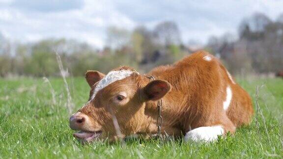夏天口渴的小牛在绿色的草地上休息在农场草地上饲养牛