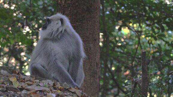 印度北阿坎德邦一只好奇的叶猴坐在树枝上眼神交流期待着食物