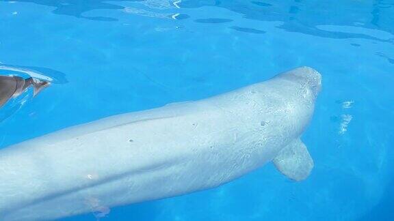 海豚在水下游泳