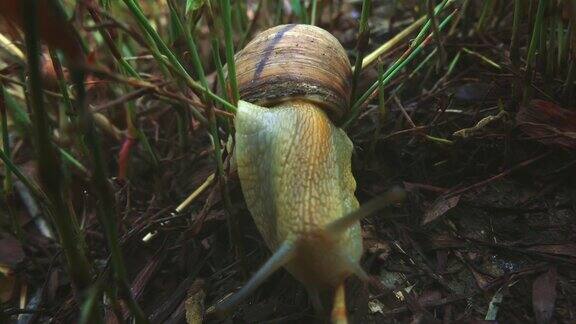 罗马蜗牛(螺旋pomatia)近距离超级缓慢移动在森林草底部(勃艮第蜗牛可食用蜗牛或蜗牛)特写宏观