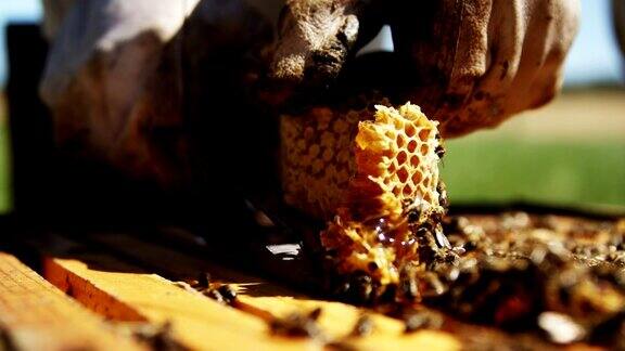 养蜂人在养蜂场从蜂箱中取出蜂巢