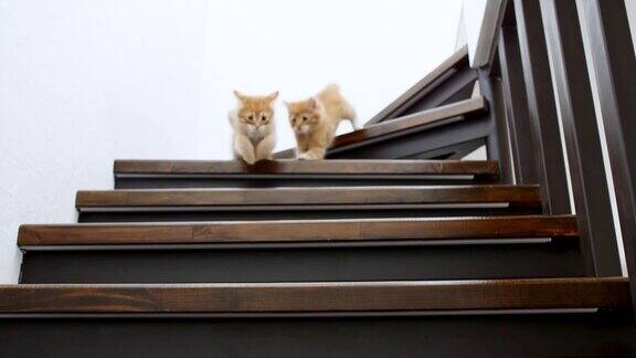 两只姜猫跑着慢动作走下楼梯红猫在楼梯上玩可爱有趣的家庭宠物4k