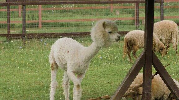 可爱的剪羊毛的羊驼在畜栏里吃草与拉卡羊和咀嚼草
