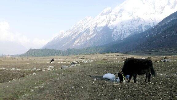 喜马拉雅牦牛在尼泊尔的群山中吃草Manaslu电路长途跋涉