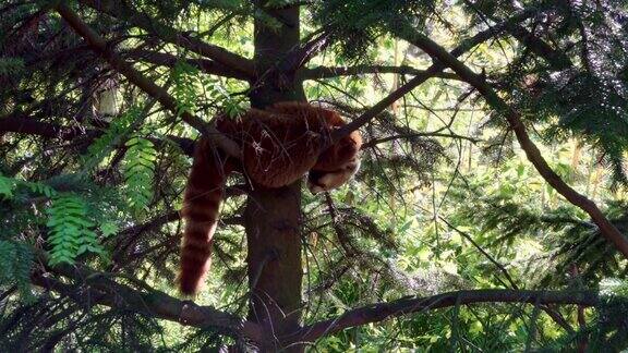 小熊猫睡在树上