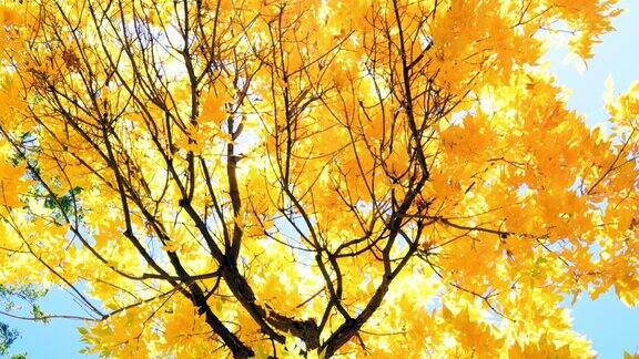 秋天的树和阳光