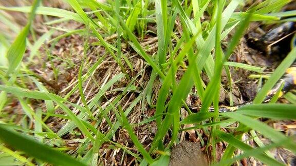蝾螈正在草地上爬行