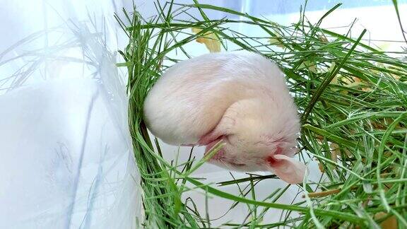 可爱的毛茸茸的小宠物白色的驯养老鼠漂亮的嘴躺在干草绿色的草和睡觉近