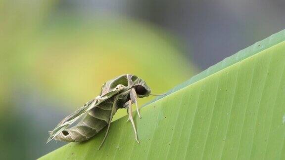 夹竹桃鹰蛾栖息在香蕉叶上