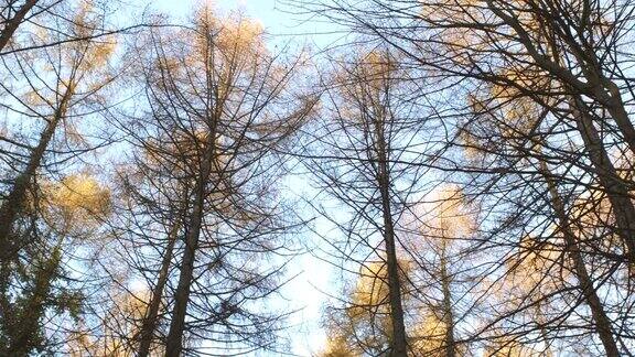 淘金:北爱尔兰的秋天松树森林