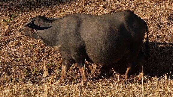 泰国水牛一只巨大的卡拉宝妈妈凝视着什么东西然后正在吃干草