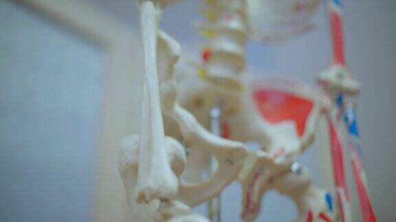 体积详细解剖人体骨骼
