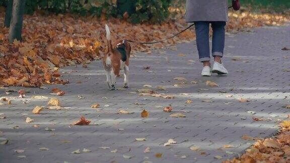比格尔犬的背景是秋天的落叶
