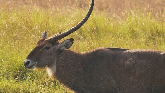 位于乌干达伊丽莎白女王国家公园的Waterbuck