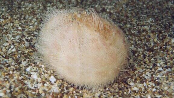 正时一只小海胆土豆迅速地挖进了海床上的沙子里海薯或普通心海胆(棘皮心)水下拍摄地中海、欧洲