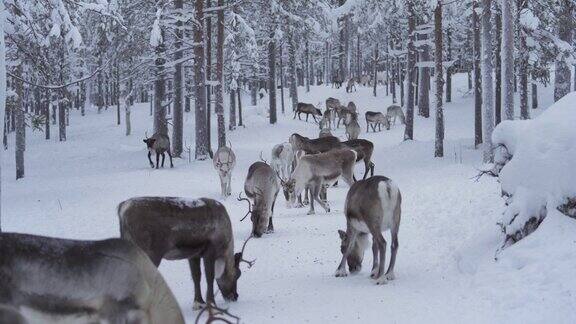 驯鹿群在冰雪覆盖的森林中吃着冻土上的食物