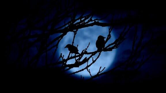 鸟儿在夜晚被月亮照亮飞走了