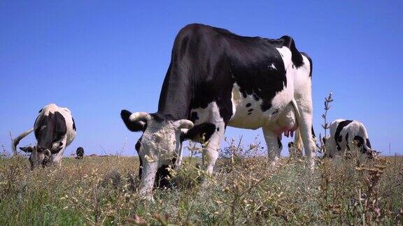 一群在草地上吃草的奶牛4千头