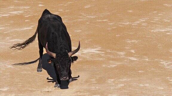 在法国东南部的Camargue一项运动参加者试图抓住一只被命名为cocardier的公牛的前额和角上的获奖特征LesSaintesMariesdelaMer