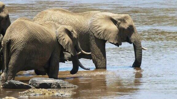 肯尼亚马赛马拉大象喝水的特写