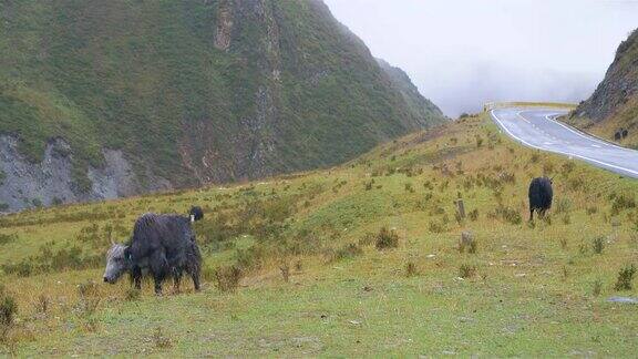 阴天中国青海省拉积山牦牛吃草的景观